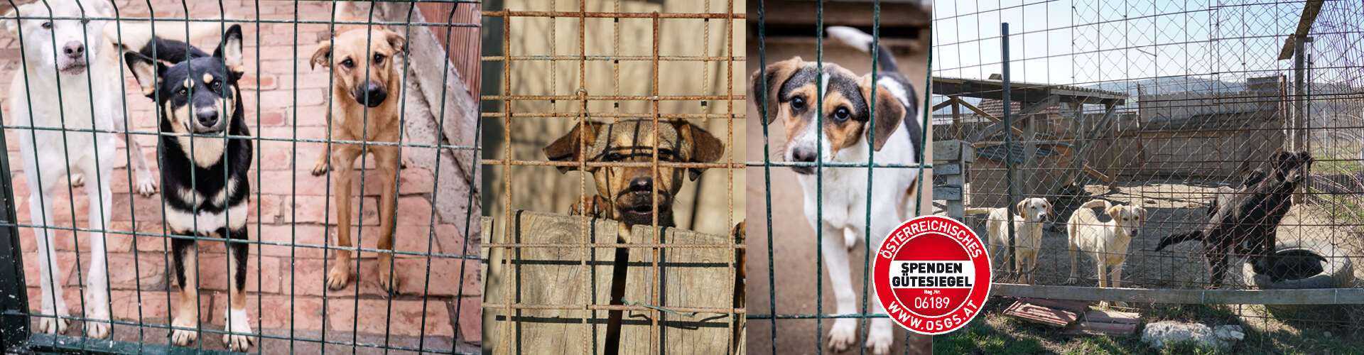 Ein neuer Lebens(t)raum für Tierheimhunde in Serbien